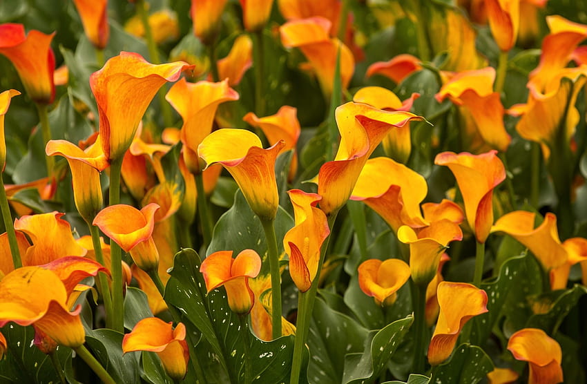 Flowers, Bright, Close-Up, Flower Bed, Flowerbed, Calla, Callas HD wallpaper