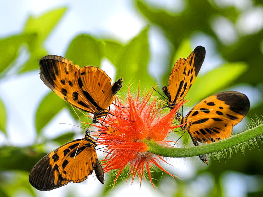 Out for some sweets, butterflies, nectar, black, flower, spring, orange HD wallpaper
