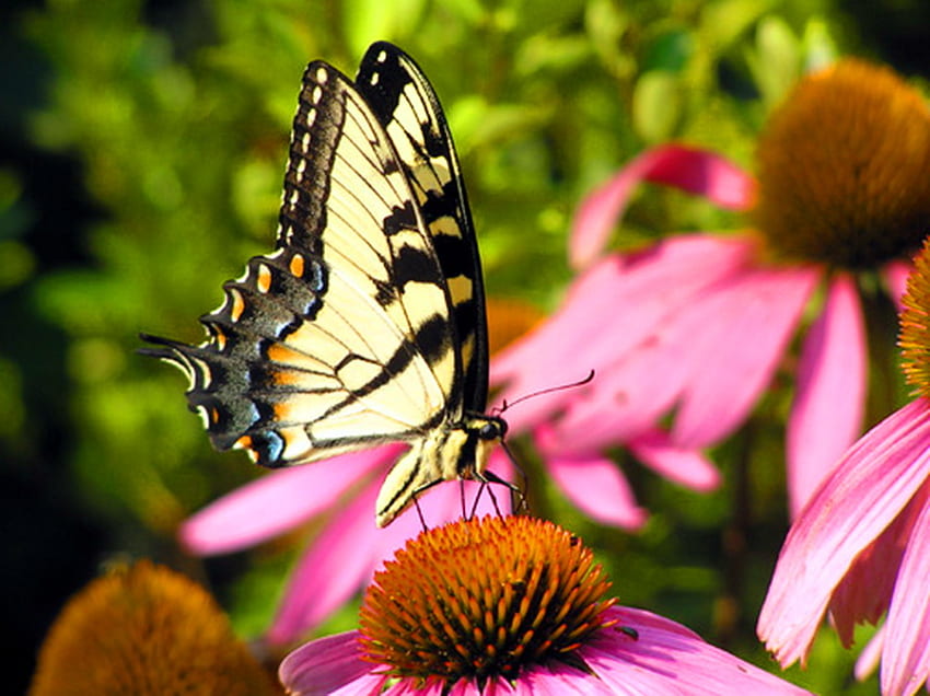 Eastern tiger, pink, yellow black, butterfly, flower, striped, swallowtail HD wallpaper