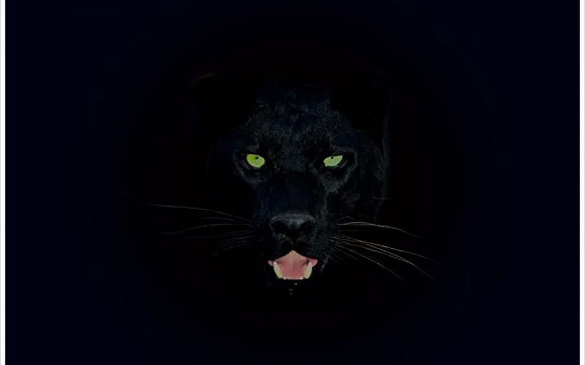 Blue Panther . Black Panther , Black Panther Marvel and Panther Lily, Black Panther Eyes HD wallpaper