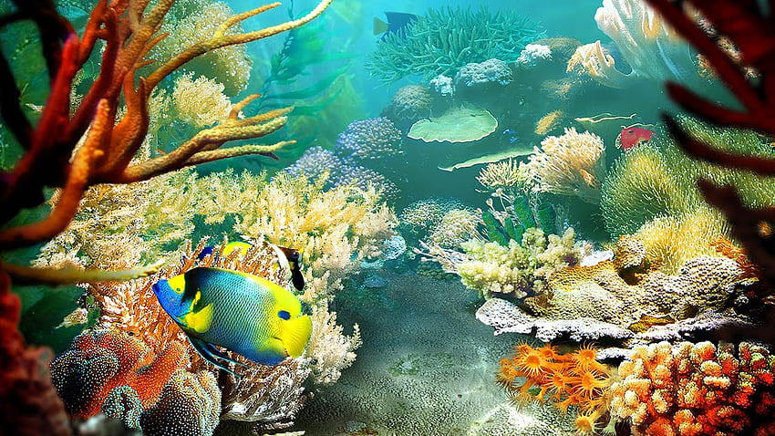 underwater fish live wallpaper