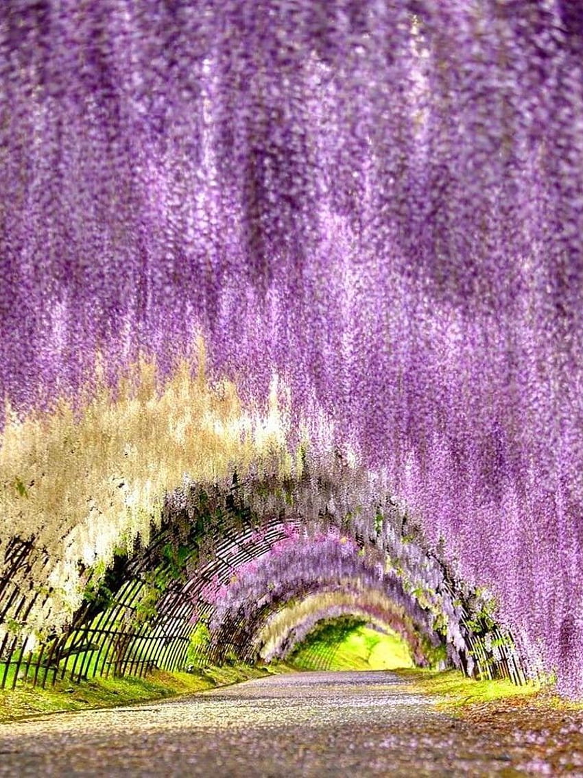 Kawachi Wisteria Garden, Kitakyushu, Fukuoka, Japan HD phone wallpaper