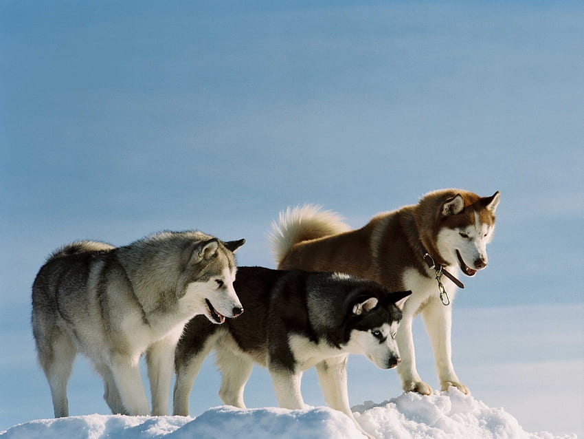 Huskies, animal, dog, puppy, husky, snow HD wallpaper
