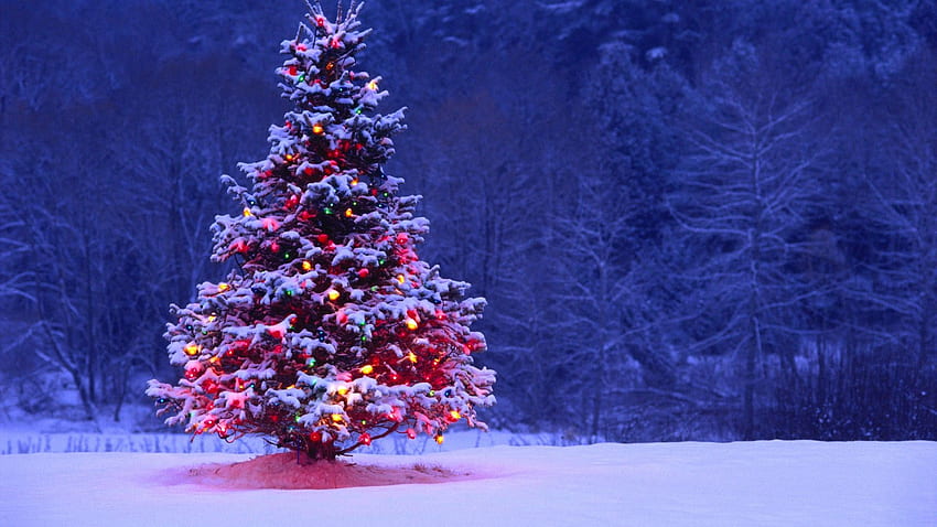 Albero di Natale innevato coperto di luce, Natale leggero ad alta risoluzione Sfondo HD