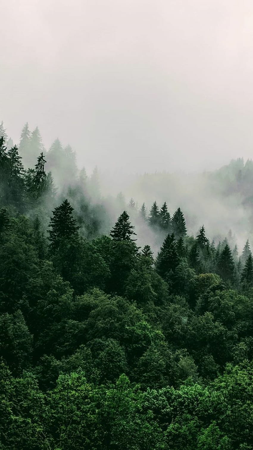 Tumblr Forest, Forest Aesthetic Tumblr HD тапет за телефон