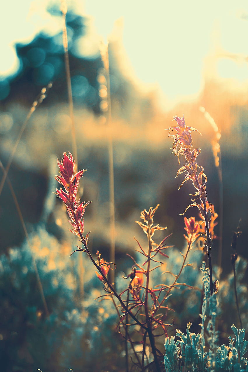Gras, Pflanze, Makro, Blendung, Unschärfe, glatt, Sonnenlicht HD-Handy-Hintergrundbild