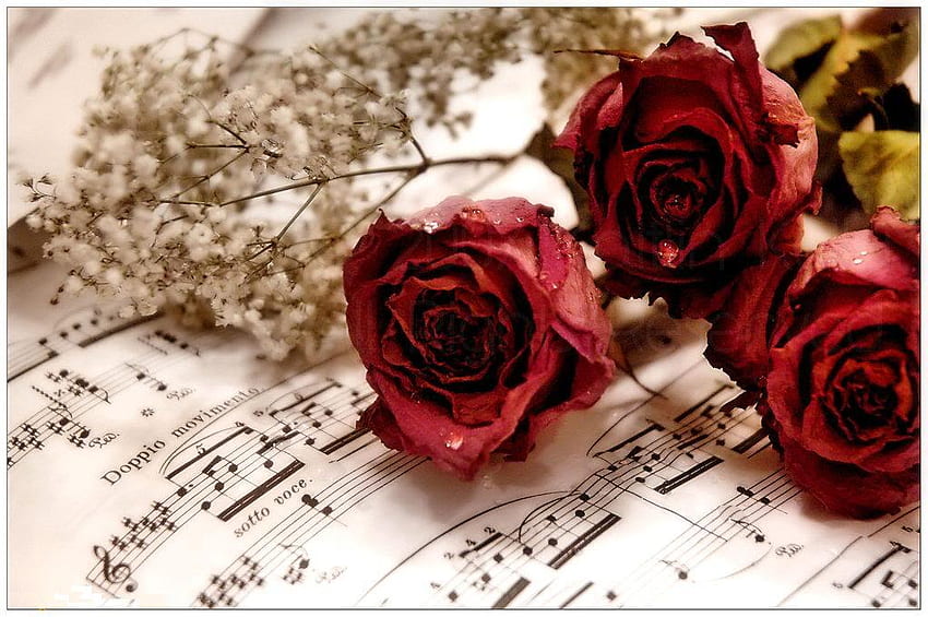 Love memories, music, roses, tears, red, flowers HD wallpaper