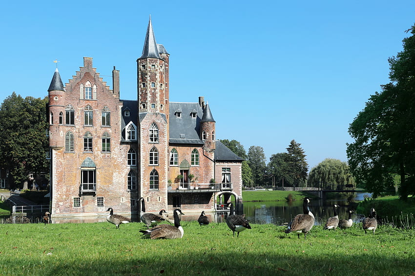 Wissekerke Castle, Bazel, Belgium, medieval, castle, geese, belgium HD wallpaper