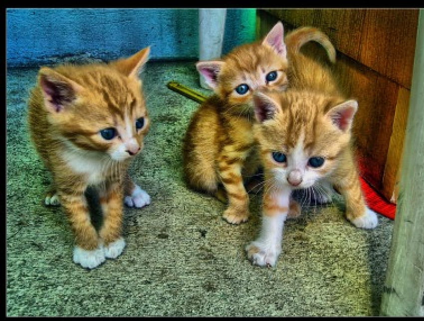 kis predtorok r cicuk kiskittyk, pisi, gato, kitty, kucing, miaov, kedi Wallpaper HD