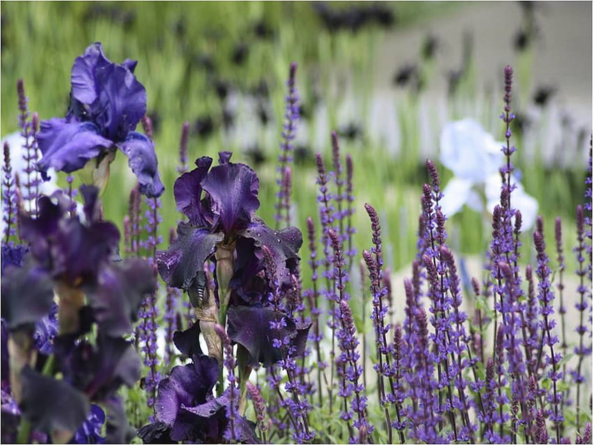 Irises and Lavender, garden, grass, field, violet, green, lavender, nature, irises, flowers, deep purple HD wallpaper