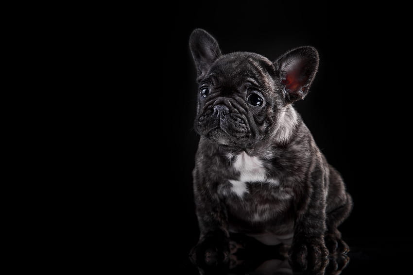 Dark, Dog, Puppy, French Bulldog HD wallpaper