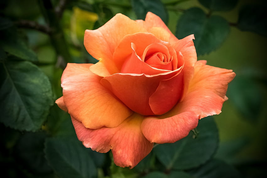 Rose, trandafir, orange, flower HD wallpaper