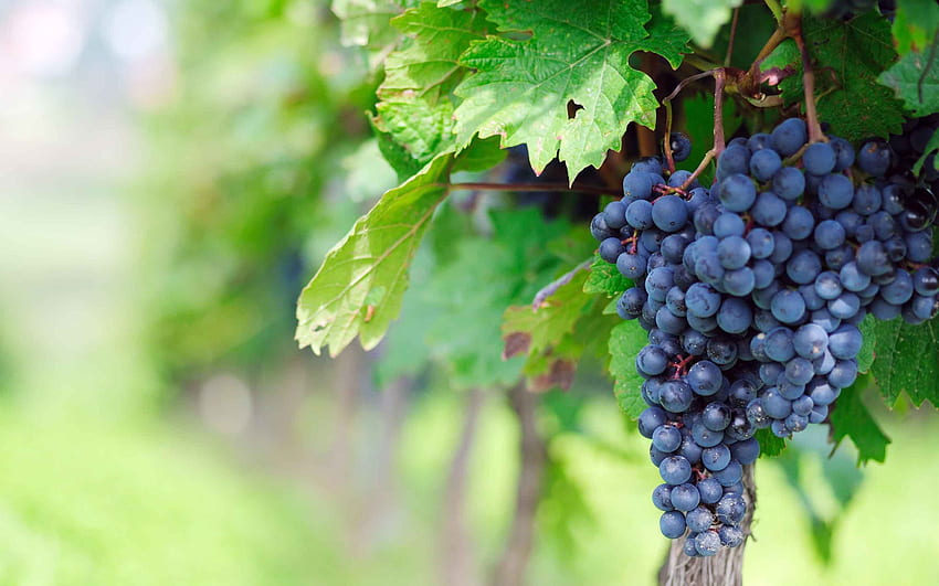 Jesień w winnicy, błękit, winnica, ładna, winogrona, natura, zmrok Tapeta HD