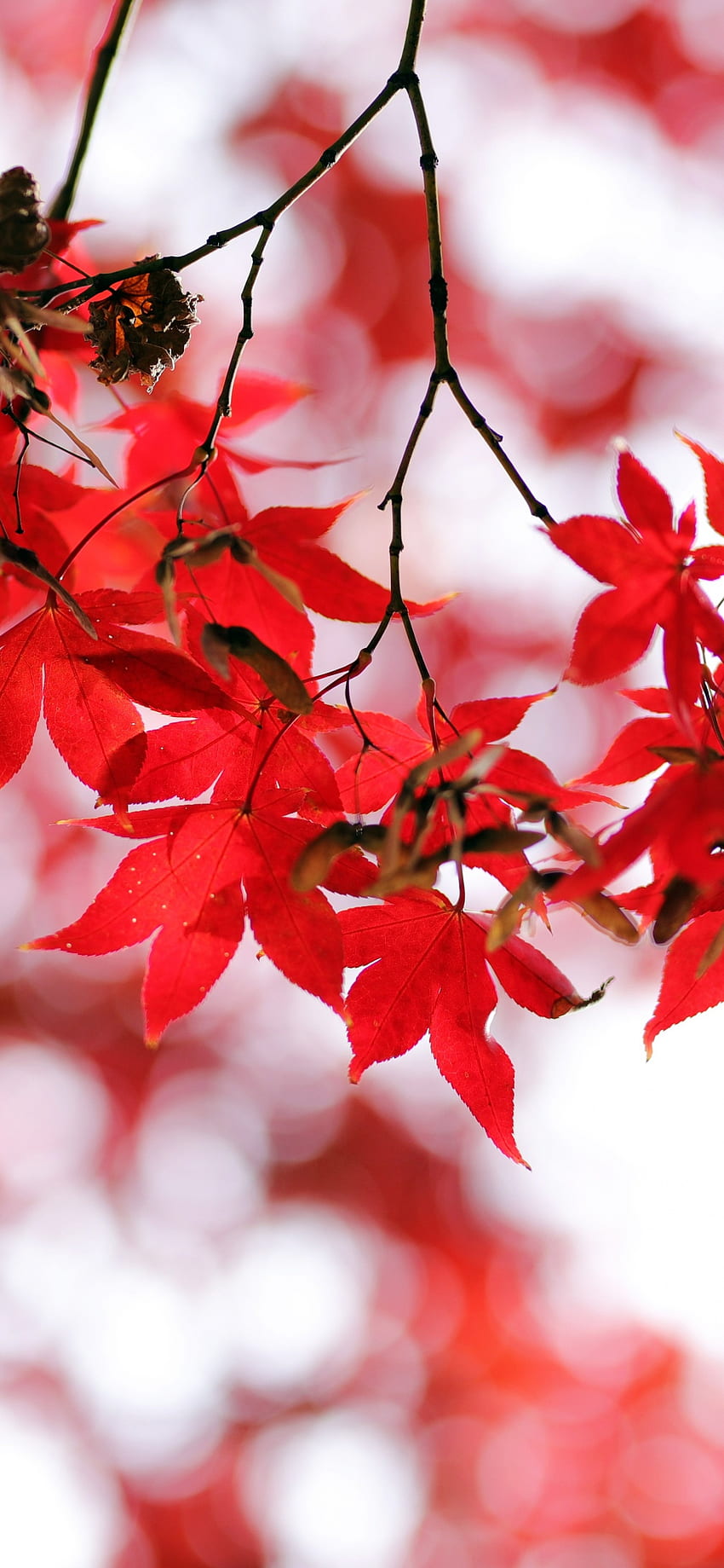 Rote Blätter, Bokeh, Nahaufnahme, Herbstblätter, Ahornblätter, Natur, japanische Ahornblätter HD-Handy-Hintergrundbild