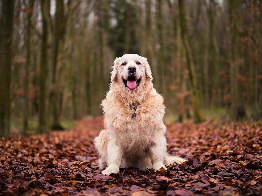 Голдън ретривър, куче, седнал, есен, листа HD тапет