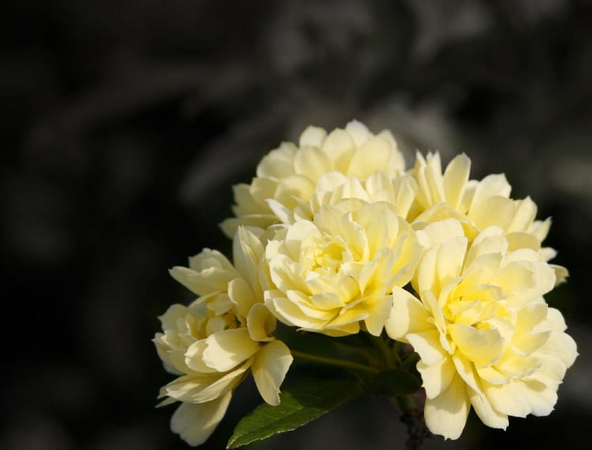 Gelbe Rosen, Blumen, Rosen HD-Hintergrundbild