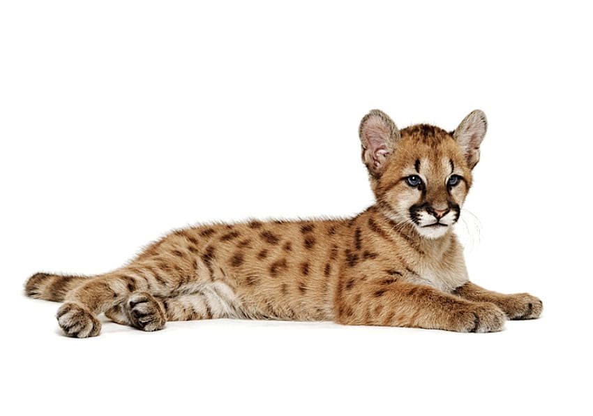 BABY LEOPARD, Leopard, wildes Leben, Baby, süß, Katze, Katze, Muster HD-Hintergrundbild