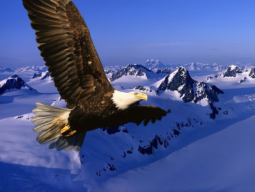 Patriotic Eagle, Patriotic Bald Eagle HD wallpaper