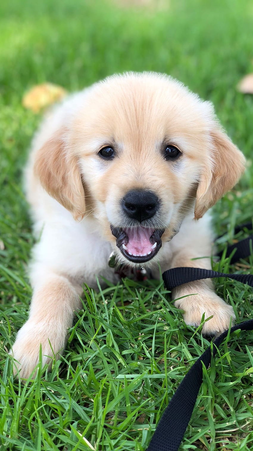Hunde, Golden Retriever süß, Welpe HD-Handy-Hintergrundbild