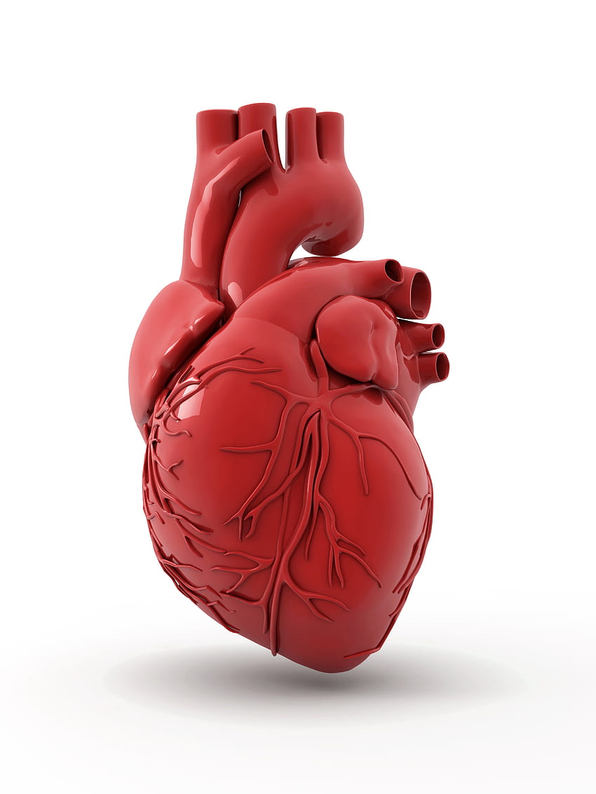 Der Verzehr von Obst senkt das Risiko von Herzerkrankungen um 40 %, Cardiac HD-Handy-Hintergrundbild
