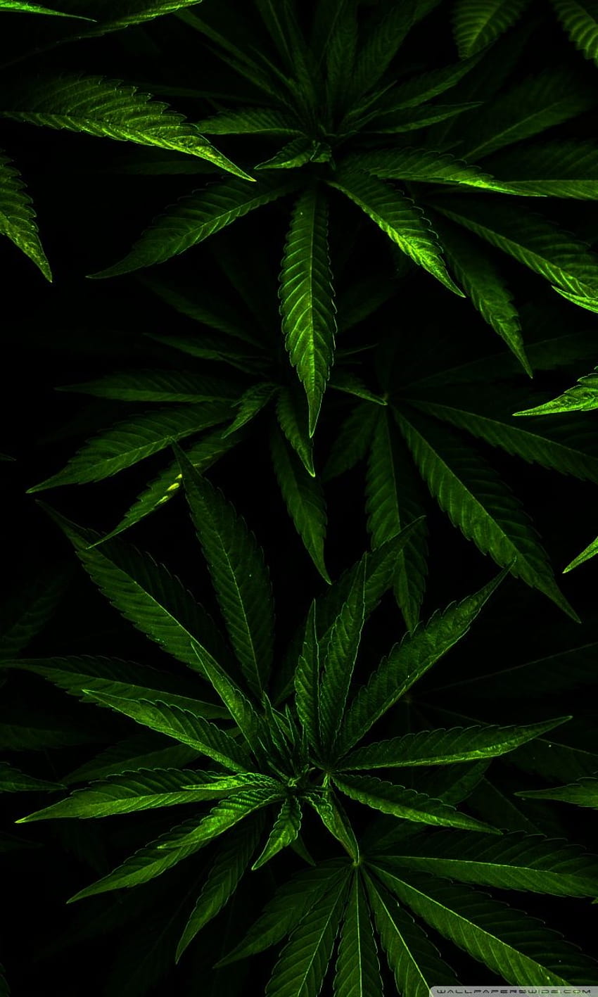 Weed Ultra Background for U TV HD phone wallpaper