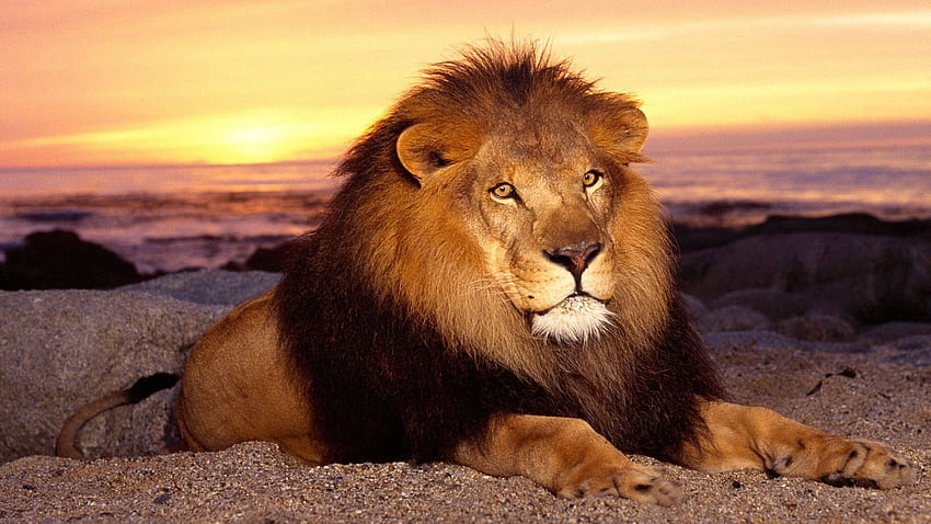 動物, 日没, 砂, 横になる, うそをつく, ライオン, たてがみ 高画質の壁紙