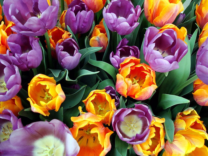 Bunga, Tulip, Karangan Bunga, Benang Sari, Berbeda Wallpaper HD