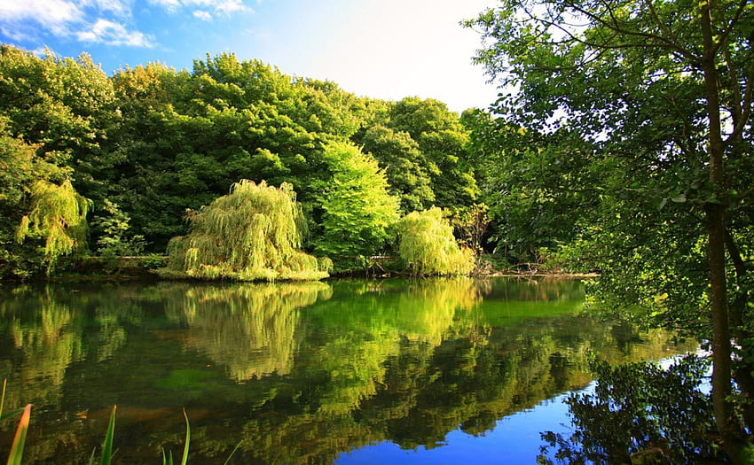 Спокойна река, река, рекичка, кристал, хубав, бряг, отражение, дървета, зеленина, спокоен, красив, лято, огледален, красив, зелен, природа, води, речен бряг, ясно, прекрасно, гора, поток HD тапет