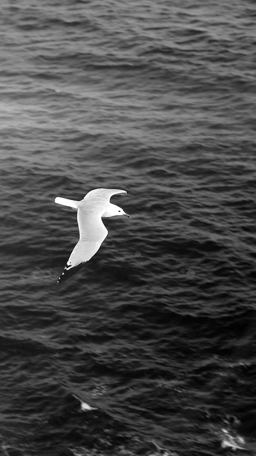 SEAGULL BIRD SEA OCEAN ANIMAL NATURE DARK IPHONE HD phone wallpaper ...
