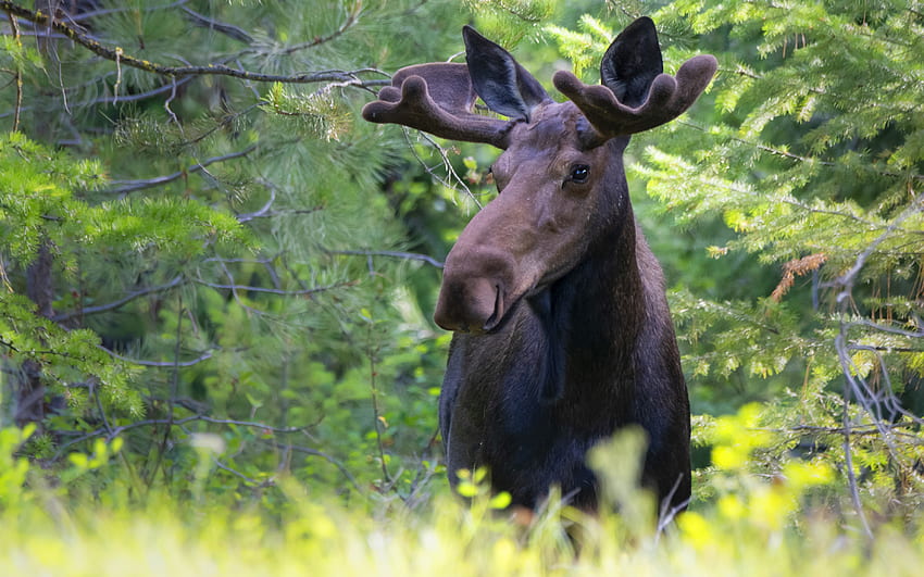 Moose, antler, mamal, deer HD wallpaper