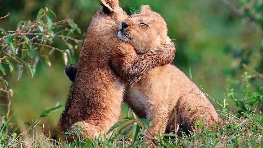 Animali, erba, giovani, cuccioli, abbraccio, cuccioli di leone Sfondo HD
