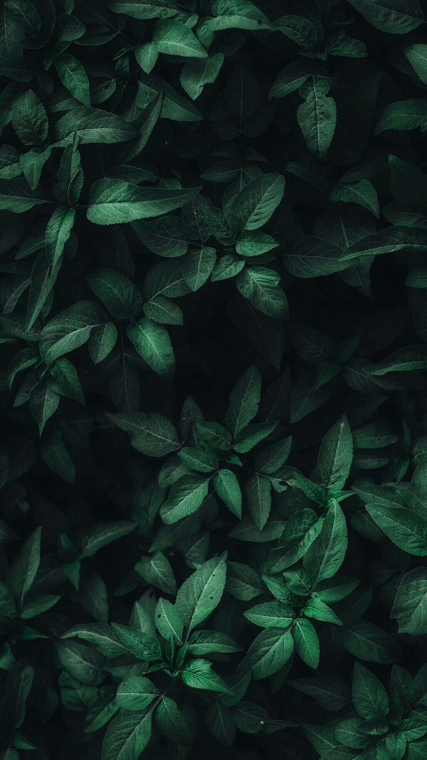 Daun-daun hijau. . Tanam , Hijau , Hijau dan Smartphone Hitam wallpaper ponsel HD