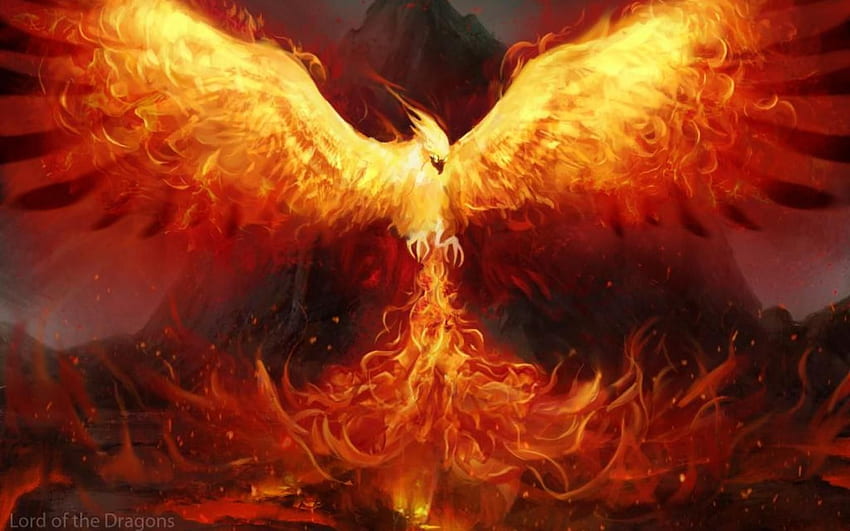 a fênix, Phoenix Rising papel de parede HD