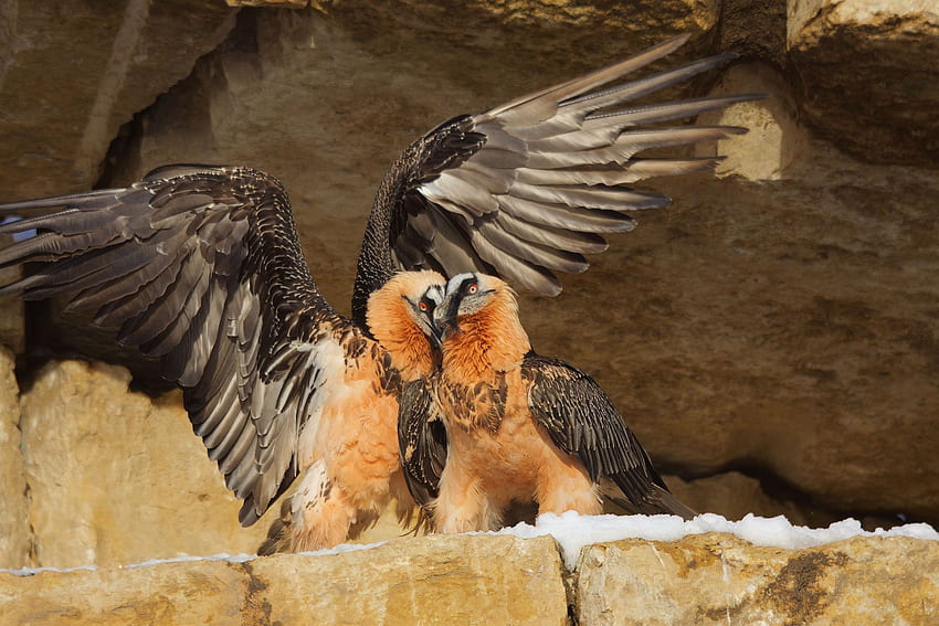 Breeding season is under way, Bearded Vulture HD wallpaper