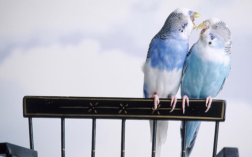Cute Cuddling Birds 4K Desktop Wallpaper [1920×1080] : r/wallpaper