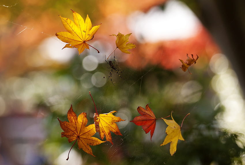 秋, Web, マクロ, 葉, ボケ味, ボケ, クモ 高画質の壁紙