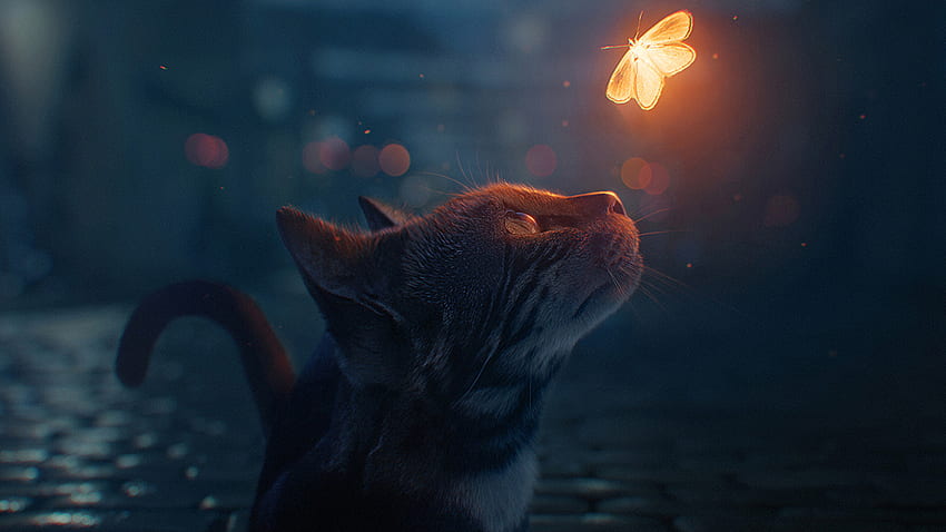 The Cat And The Firefly. [] : R , Firefly HD wallpaper