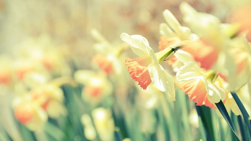 Excellent graphs Narcissus Ideas Long Lived Daffodils Are Among The Least Complicated To Develop And Also Most Favored Springtime Blo HD wallpaper