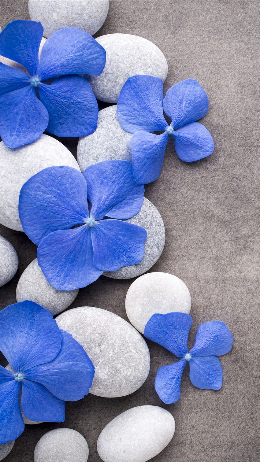 青い花、石、SPA IPhone 11 Pro XS Max、背景、、、Spa iPhone HD電話の壁紙