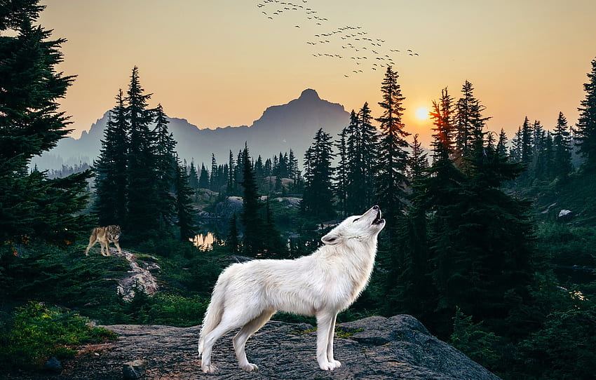 white wolf running through forest