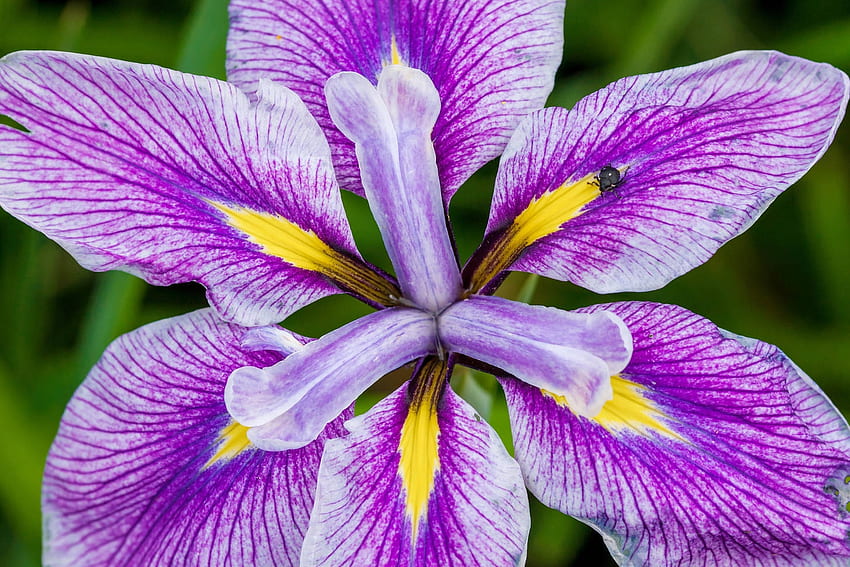 Iris, flower, macro, purple, yellow, nature HD wallpaper | Pxfuel