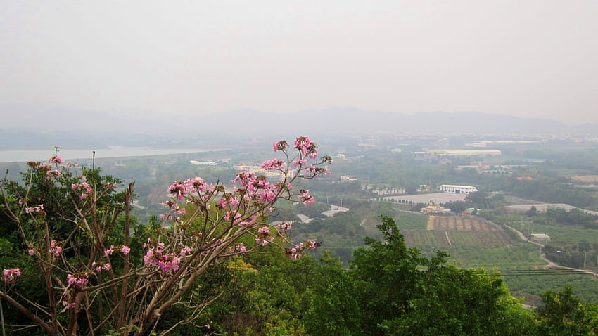Overlooking, rural, flower, tree, mountain HD wallpaper