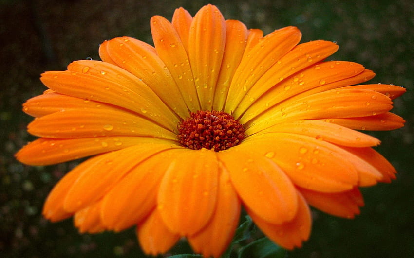 Blumen, Tropfen, Blume, Nahaufnahme, Pollen, Gerbera HD-Hintergrundbild