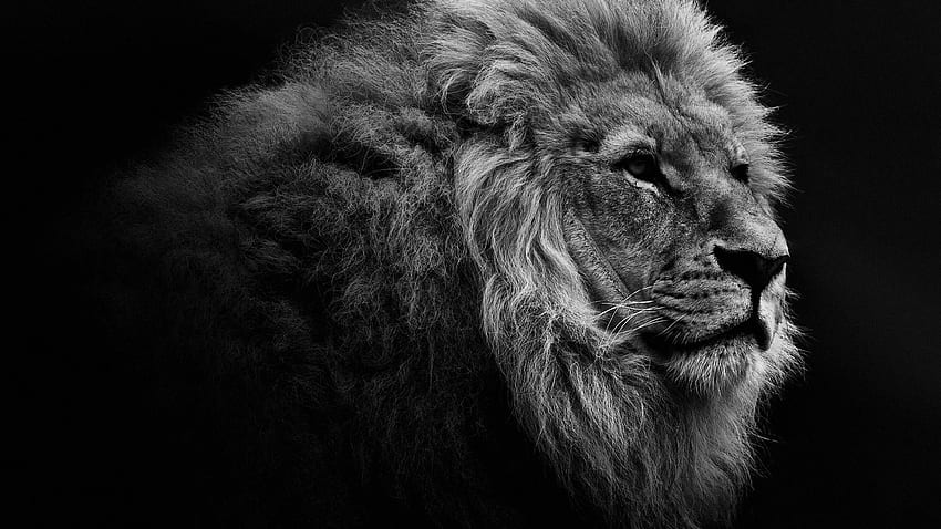 Lion PC - , fond de PC de Lion sur chauve-souris, Lion noir et blanc Fond d'écran HD