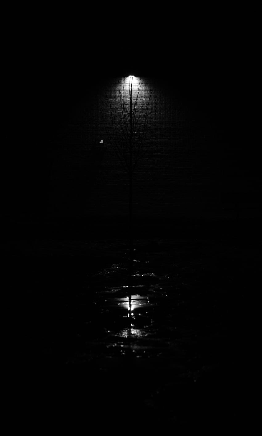 Wood, Tree, Lamp, Lantern, Bw, Chb, Glow HD phone wallpaper