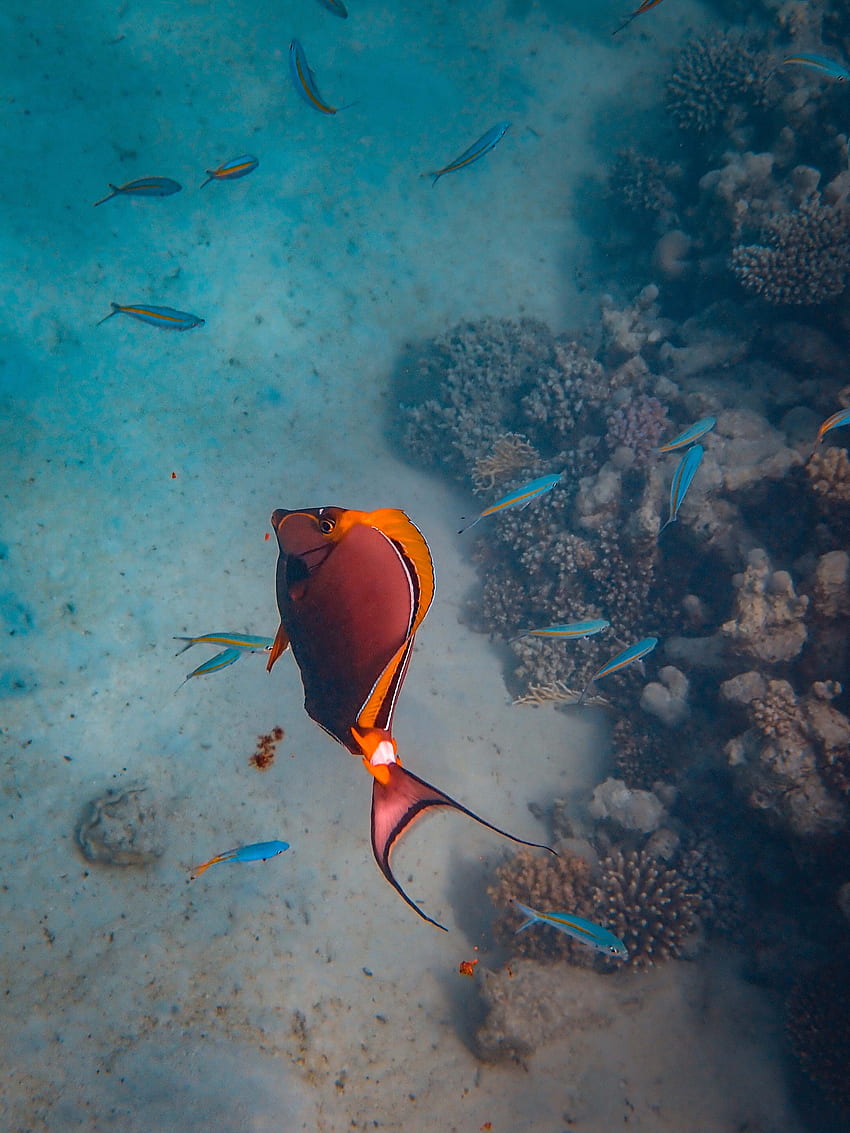 สัตว์ น้ำ ทะเล ปลา ใต้น้ำ ใต้น้ำ แนวปะการัง วอลล์เปเปอร์โทรศัพท์ HD