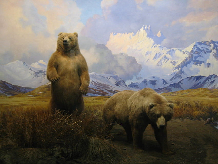 Name der amerikanischen Ureinwohner für Bären. Indianischer Name für Bär, Cooler Bär der amerikanischen Ureinwohner HD-Hintergrundbild