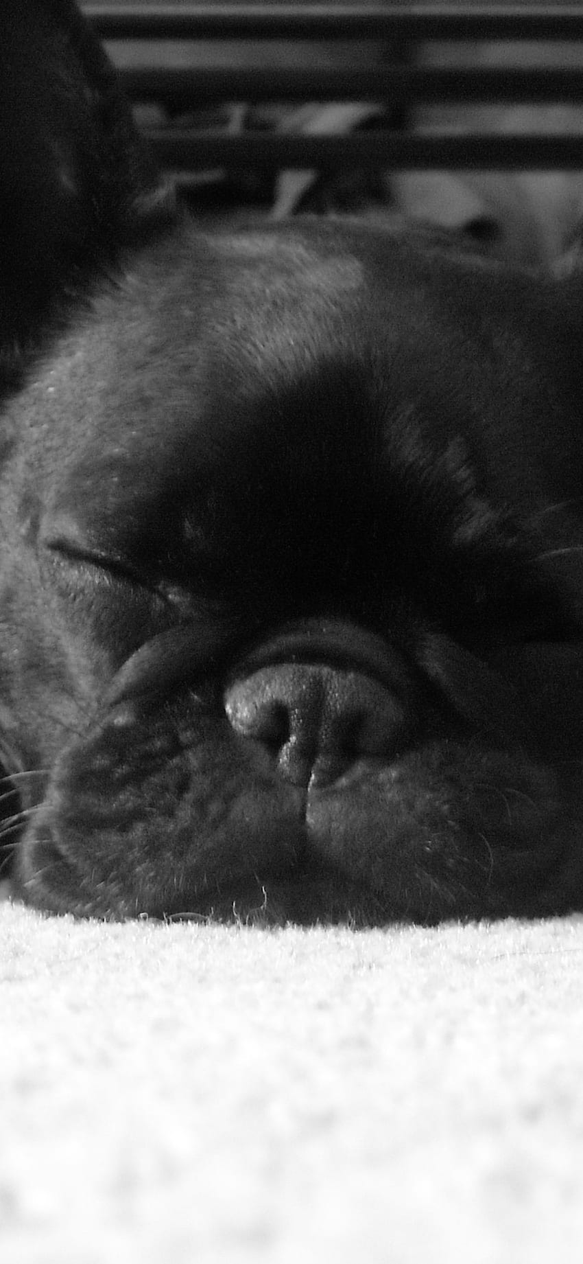 Tierische französische Bulldogge (), schwarze Bulldogge HD-Handy-Hintergrundbild