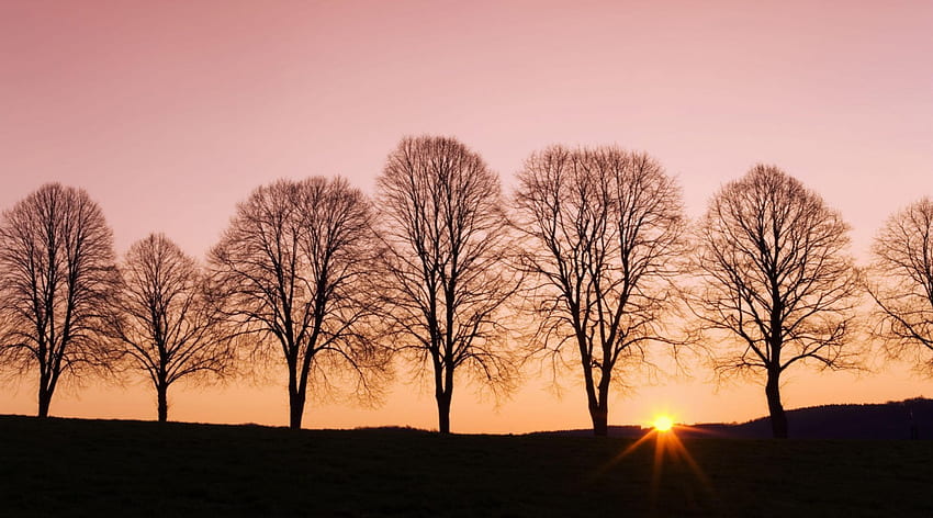 Trees at Sunset, awesome, , cena, sunrise, nice, scenery, trees, graph, scenario, sunsets, landscape, silhouettes, forests, panorama, cenario, shadows, view, nature, trunks, paisage, grove, land, beauty, scenic, amazing, , paysage, sun, scene, beautiful, branches, paisagem, cool, clouds, sky HD wallpaper