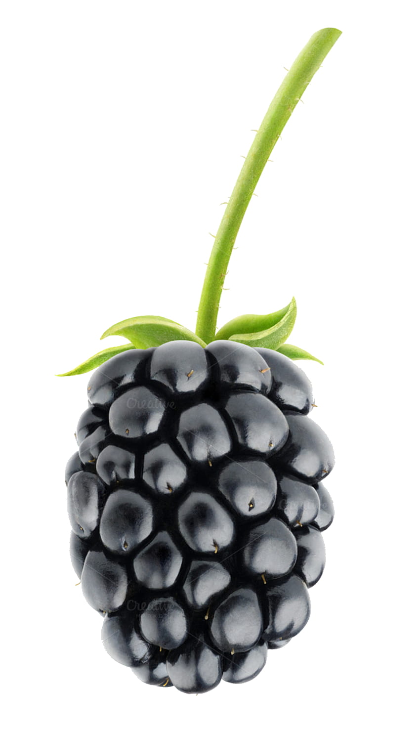 Blackberry Fruit PNG Transparent HD phone wallpaper